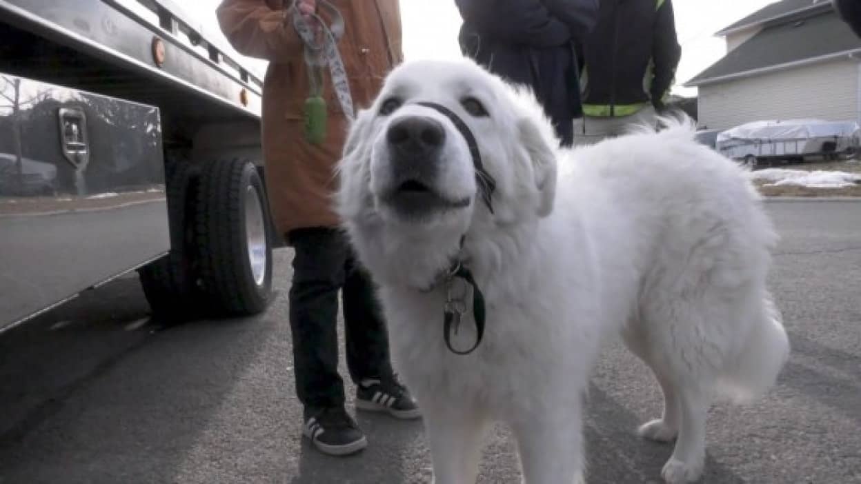 散歩中に発作を起こした飼い主を助けるため、犬が体を張って車を止める