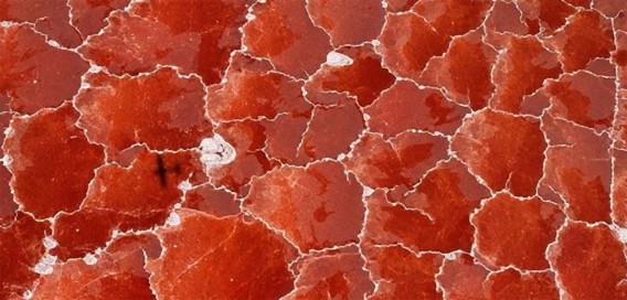 フラミンゴがピンク色になる理由がわかる アフリカの真っ赤な塩湖 ナトロン湖 カラパイア