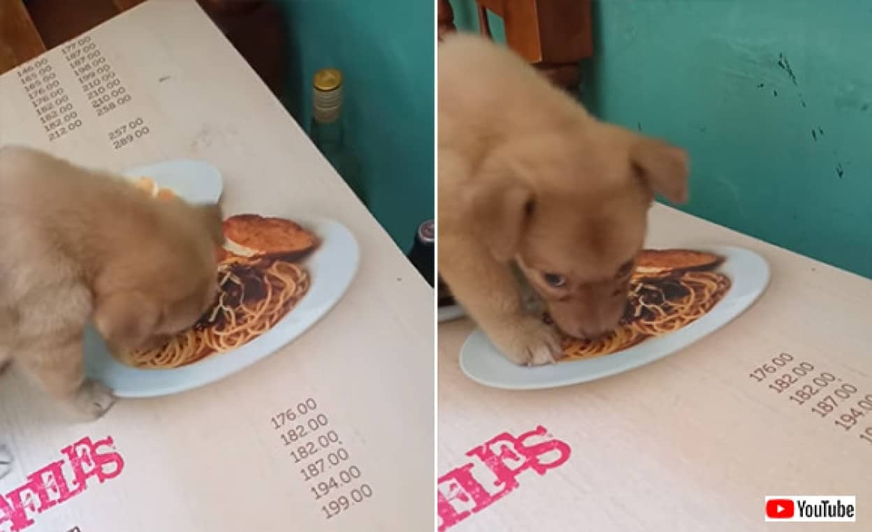 パスタがどうしても食べたいんじゃ 絵にかいたパスタを食べようと必死の子犬 カラパイア パスタがどうしても食べたいんじゃ 絵にかいたパスタを食べようと必死の子犬 カラパイア