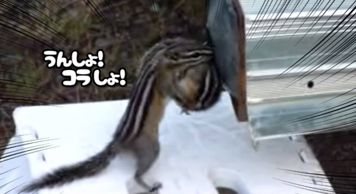 育ちすぎた我が子を必死で巣穴にいれようとするおかあさんシマリスの母性愛がしみる動画 カラパイア 育ちすぎた我が子を必死で巣穴にいれようとするおかあさんシマリスの母性愛がしみる動画 カラパイア