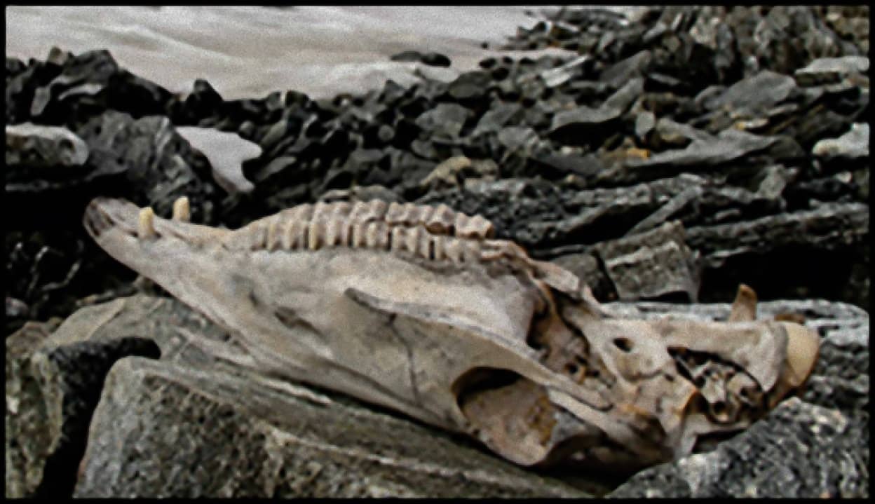 バイキング時代の遺物