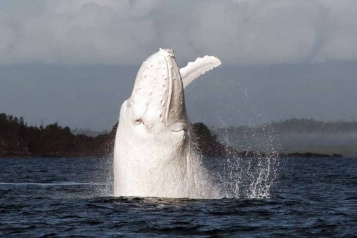 幻の白き巨頭 あの白クジラが今年もまたその神々しい姿を現した オーストラリア カラパイア 幻の白き巨頭 あの白クジラが今年もまたその神々しい姿を現した オーストラリア カラパイア