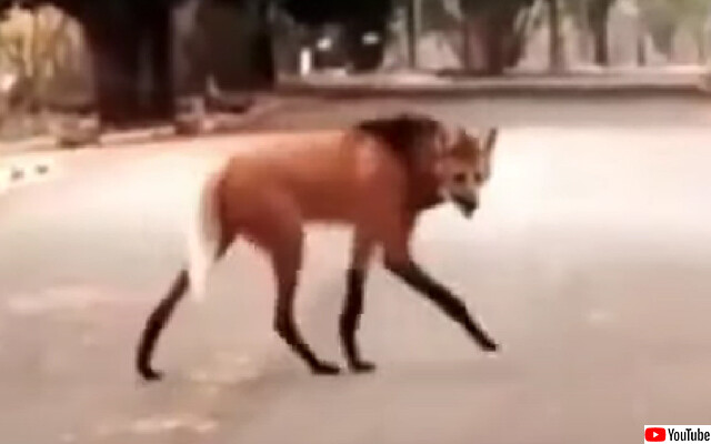オオカミなのキツネなの？たてがみのある脚の長いこの謎生物の正体は？