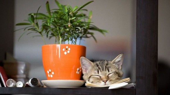 pot-3054289_640_e