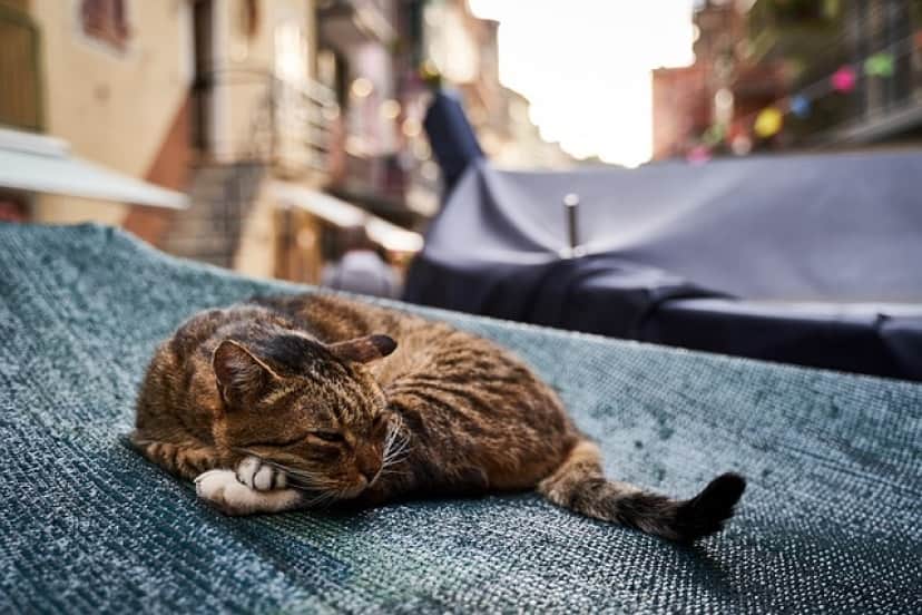 cat-4520518_640