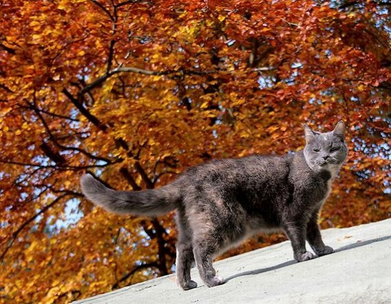 秋猫は嫁に食わせるな 秋を感じさせる猫の画像枚 カラパイア