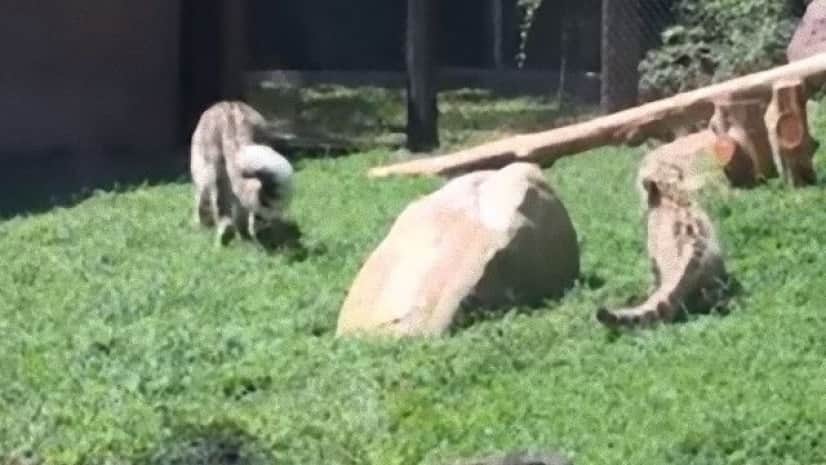 驚いちっち ユキヒョウは我が子にびっくりしがちな件 カラパイア