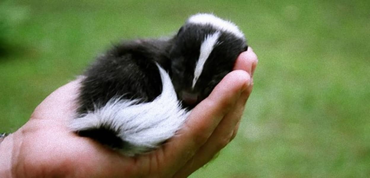 臭くなければぐうかわいい スカンクをペットに飼っている人たちが急増中 カラパイア 臭くなければぐうかわいい スカンクをペットに飼っている人たちが急増中 カラパイア
