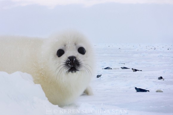 アザラシの赤ちゃんのかわいくって切ない 一人ぼっちのヨチヨチ歩き カラパイア アザラシの赤ちゃんのかわいくって切ない 一人ぼっちのヨチヨチ歩き カラパイア