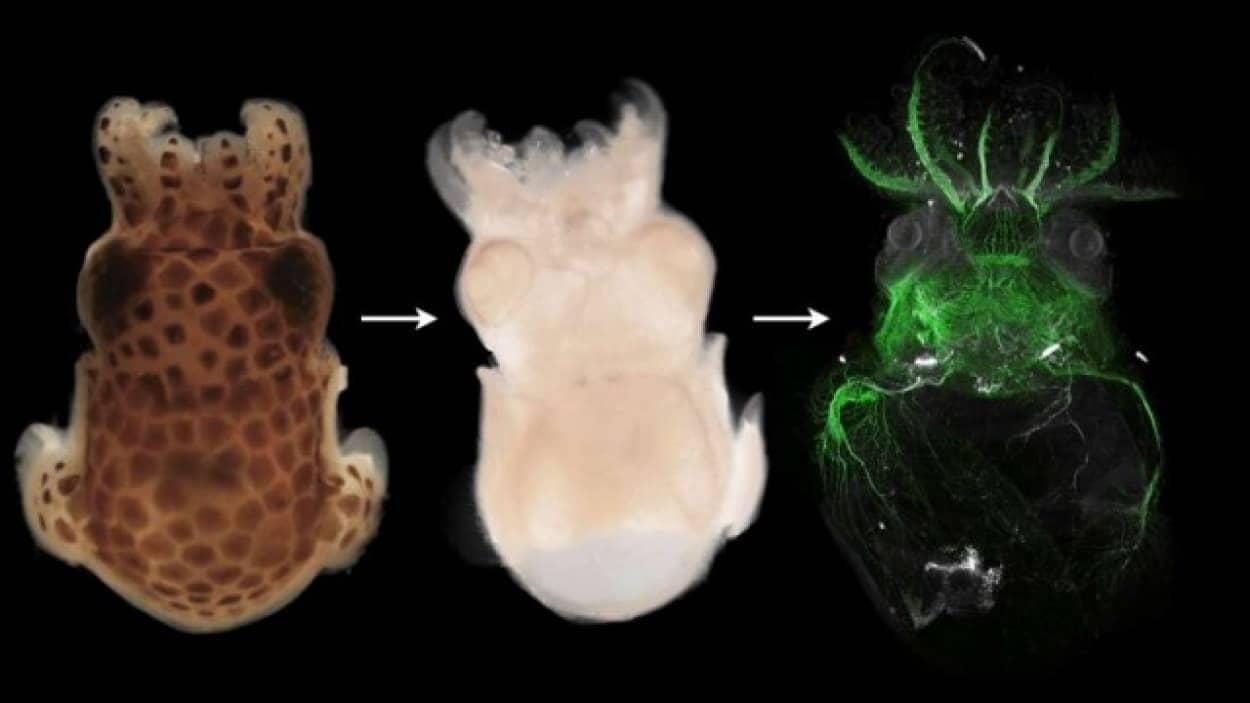 生物透明化技術