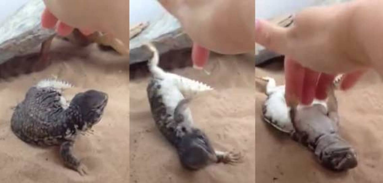 あらやだなんて気持ちいい おねえさんにお腹を撫でられるのが大好きなトカゲのあふん映像 カラパイア