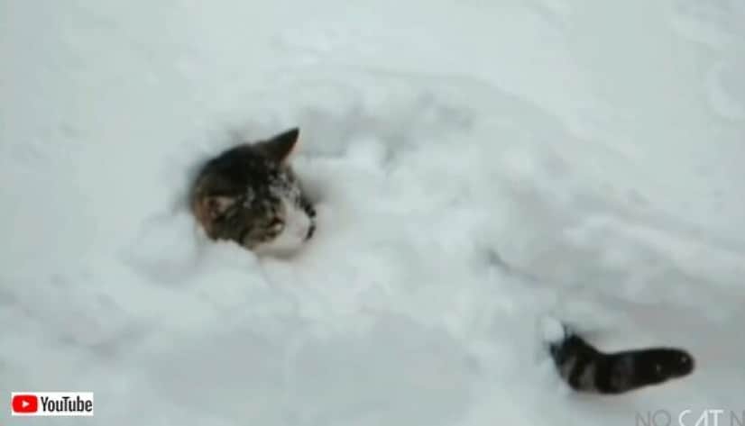 catsreactingtosnow5_640