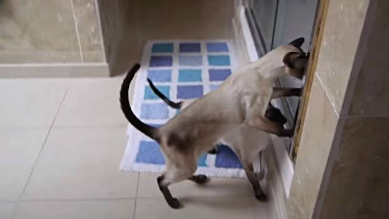 そこはキケンにゃ 早く出てくるにゃ と 飼い主がシャワーを浴びていると大変な騒ぎになる猫 カラパイア そこはキケンにゃ 早く出てくるにゃ と 飼い主がシャワーを浴びていると大変な騒ぎになる猫 カラパイア