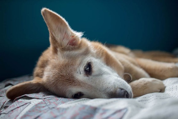 さようなら そしてすごくありがとう 16年間共に過ごした愛犬に別れを告げる為 思い出の写真を振り返る カラパイア さようなら そしてすごくありがとう 16年間共に過ごした愛犬に別れを告げる為 思い出の写真を振り返る カラパイア