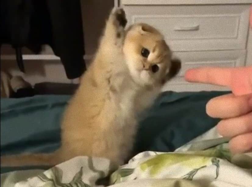 ホールドアップ ってやってみたら 撃たないで 抱っこして と手を上げる子猫 カラパイア ホールドアップ ってやってみたら 撃たないで 抱っこして と手を上げる子猫 カラパイア