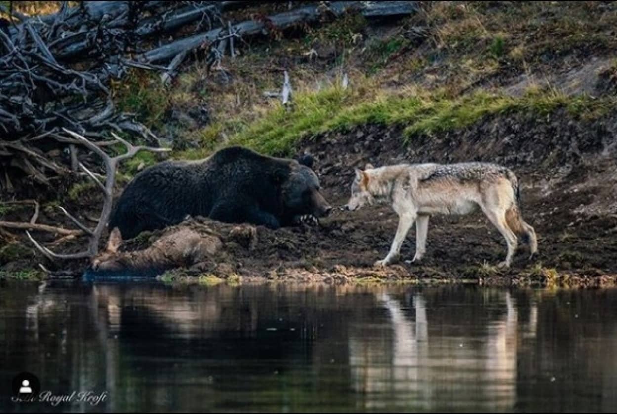 クマとオオカミがばったり遭遇