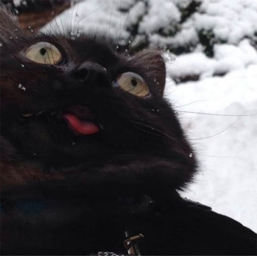 funny-animals-first-snow-cats-dogs9_e
