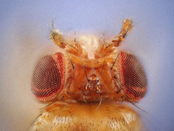 40世代目で進化 数を数えることができるハエを誕生させることに成功 カナダ研究 カラパイア