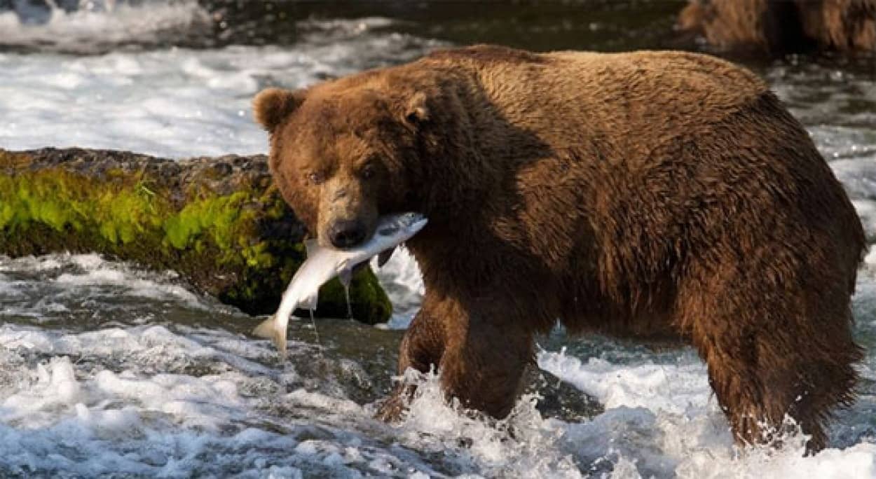 この季節がやってきた アラスカのクマのサケ狩り解禁 ライブカメラ映像公開中 カラパイア