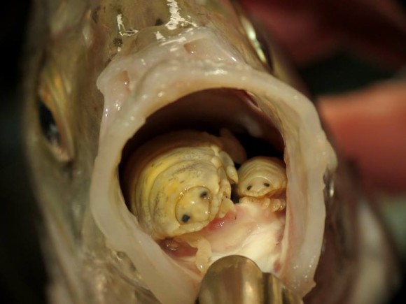 魚の口に寄生する ウオノエの生態にズームイン 閲覧注意 カラパイア