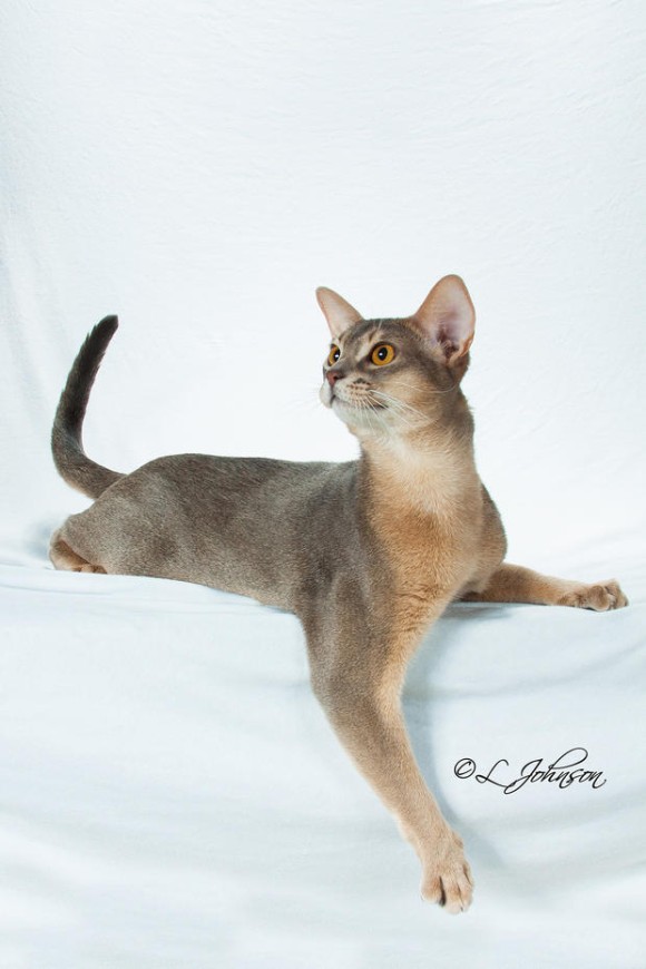プロの写真家が伝授する完璧な猫写真を撮る11のヒント カラパイア プロの写真家が伝授する完璧な猫写真を撮る11のヒント カラパイア