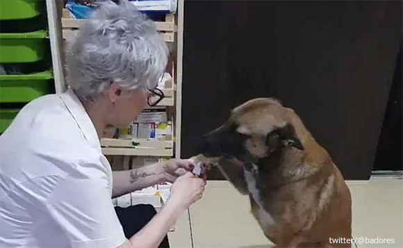 肉球に傷を負った野良犬が、助けを求めに薬局にやってきた。トルコには犬にやさしい薬局があり、治療を施してくれる。