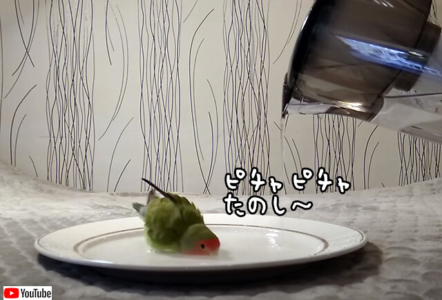 お皿と水差しがあればいい、インコのかわいい入浴法