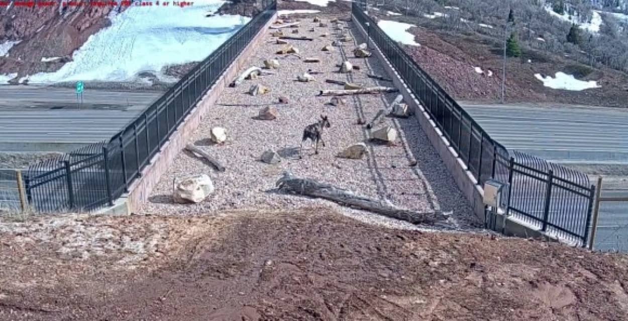 野生動物専用の橋はしっかり使われていた