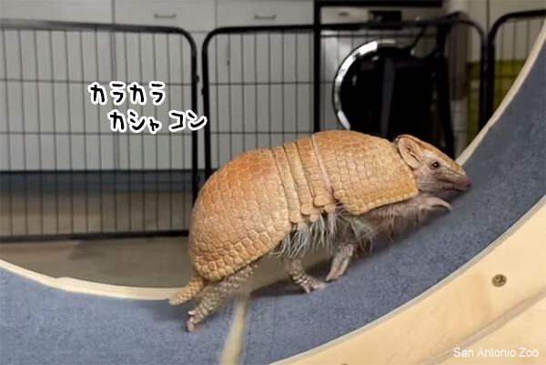 いつでも多く回します。アルマジロがクルクル、キャットホイールを回すのが上手