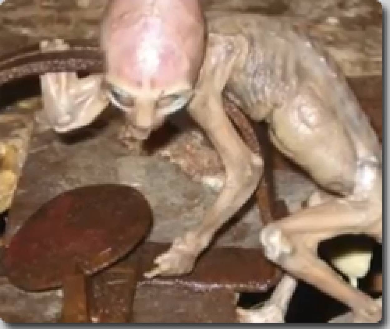 メキシコ