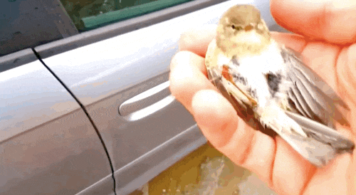 bird2