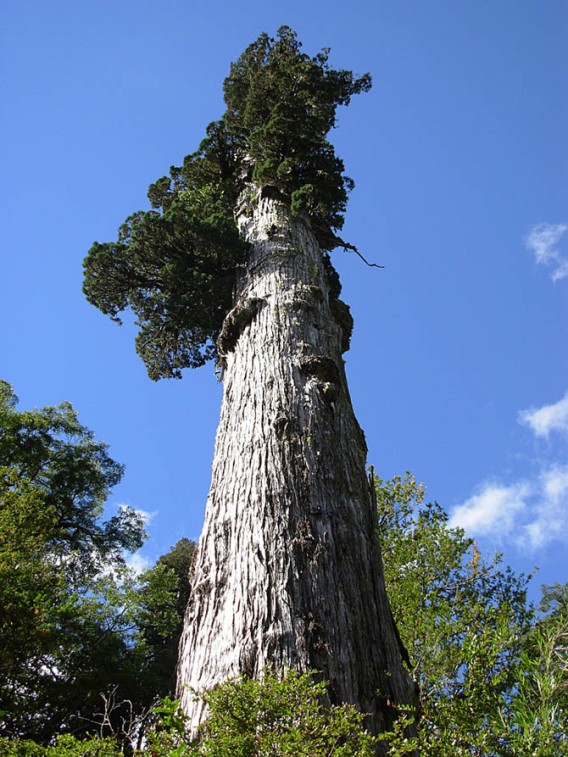 圧巻 紀元前から存在する世界最古級の12の樹木 カラパイア