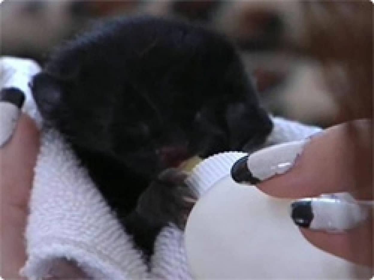 動画 ヤヌスの猫 二つの顔を持つ黒猫の赤ちゃんが生まれる アメリカ カラパイア 動画 ヤヌスの猫 二つの顔を持つ黒猫の赤ちゃんが生まれる アメリカ カラパイア