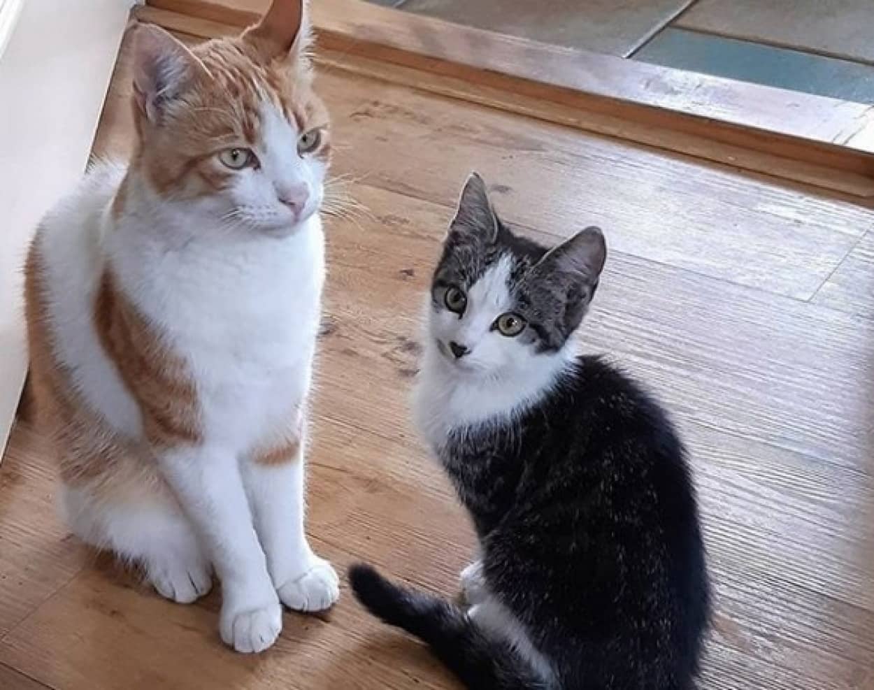 飼い猫が野良猫を家族にスカウト