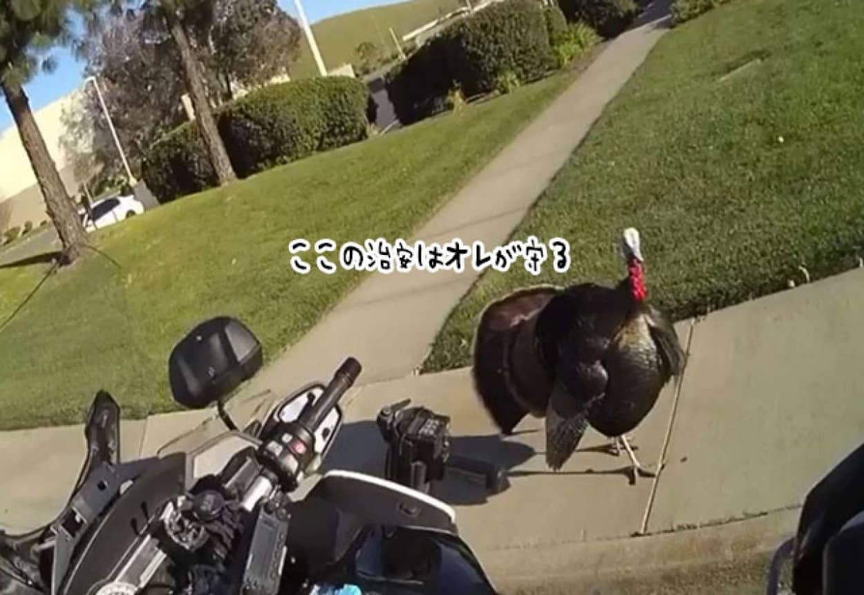 七面鳥の警備員が警官にクレーム