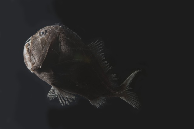 深海のベンタブラック 光を99 5 以上吸収してしまう暗黒ステルスを身につけた魚たち カラパイア