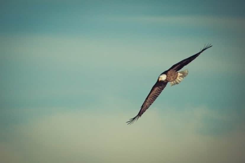 eagle-g7d2bf28b2_640_e