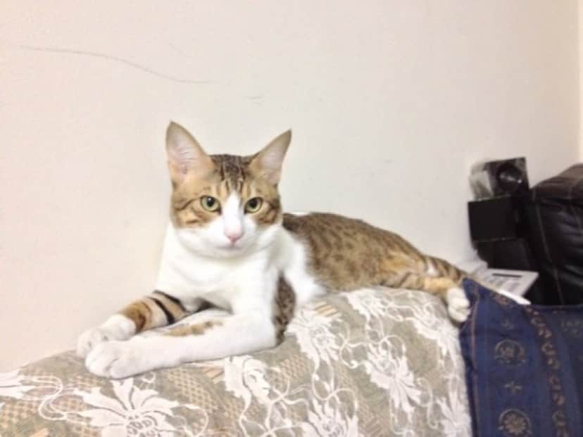 cat3_e