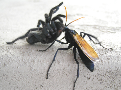 Tarantula Hawk1