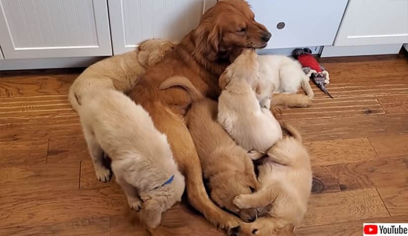 入れ子状態 ゴールデンレトリバーのお父さんの子育て風景 カラパイア