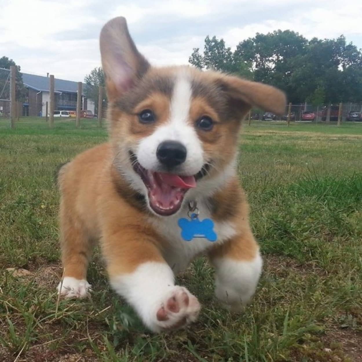 子犬があまりにも幸せそうなのでコラ職人頑張る カラパイア 子犬があまりにも幸せそうなのでコラ職人頑張る カラパイア