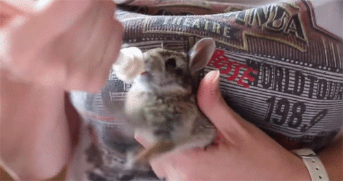 ミルクを飲むと連動して前脚がパタパタ動くワタオウサギの赤ちゃん カラパイア ミルクを飲むと連動して前脚がパタパタ動くワタオウサギの赤ちゃん カラパイア