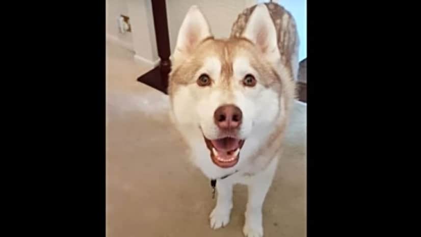 お隣さんのキャットフードを食べたのは誰 すっとぼけまくるハスキーズに飼い主さんもやれやれ カラパイア