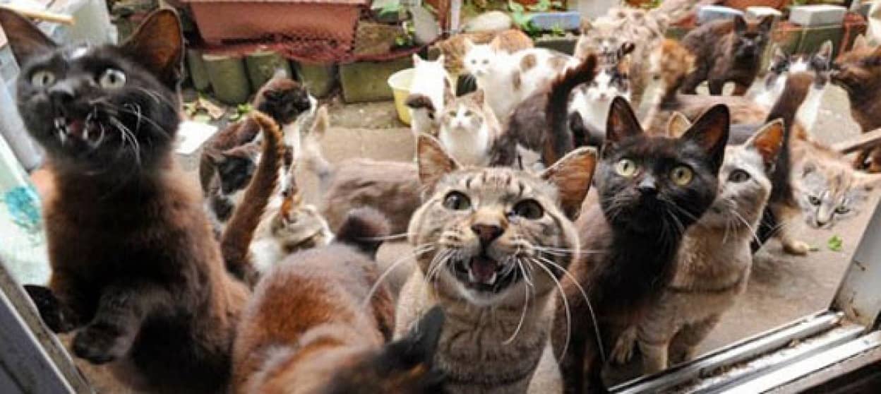 動物たちの群れに出会える世界の驚くべき7つの島 カラパイア 動物たちの群れに出会える世界の驚くべき7つの島 カラパイア