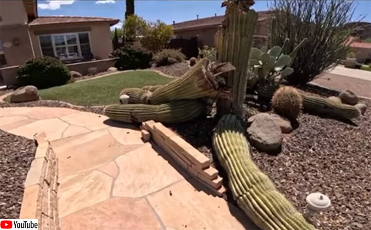 アリゾナ州ではサボテンが腕を失うほどの猛暑続き