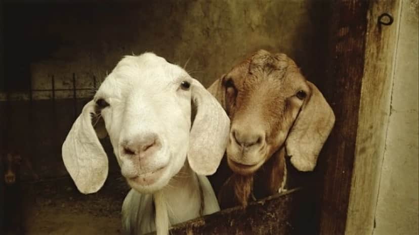 goat-556375_640_e