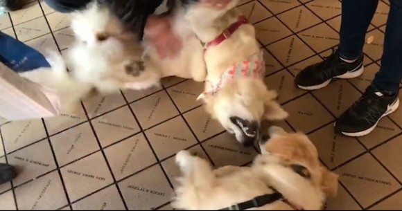 dog3_e