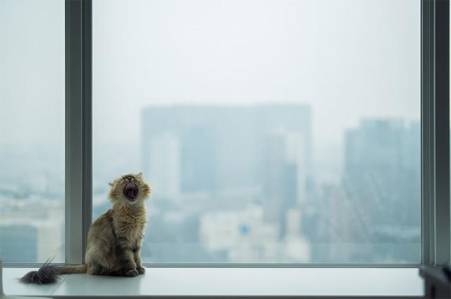 クール ビューティー 世界一の美猫 と話題のデイジーさんの画像集を見て みんなでとろけよう カラパイア