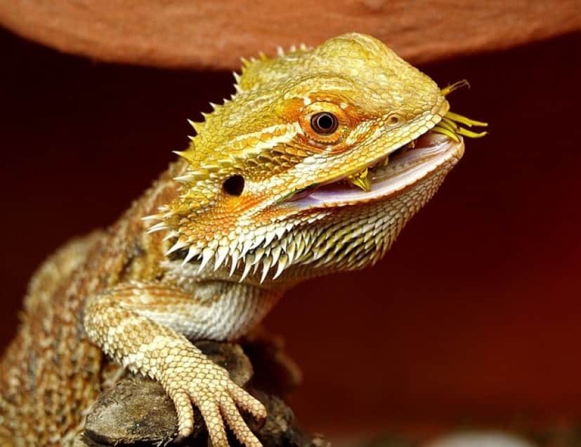 bearded-dragon-1302306_640