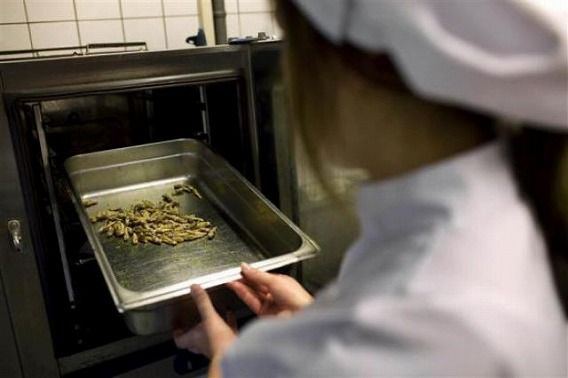 mealworms_not_just_640_10